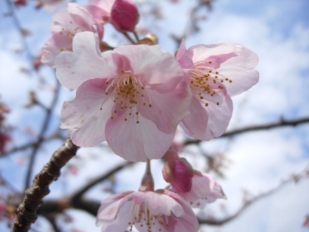 伊東温泉　音無の森　緑風園 - 写真 147