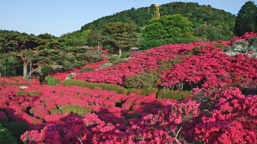 【小室公園　つつじ】