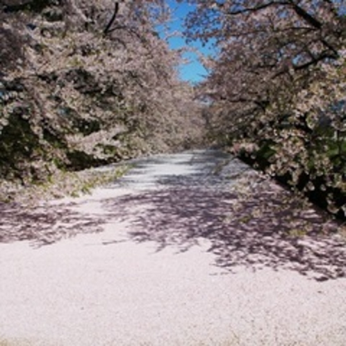桜の花びらジュータン