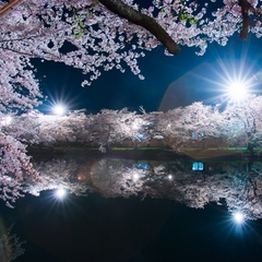 弘前公園の夜桜