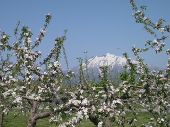 りんごの花も岩木山に見守られて
