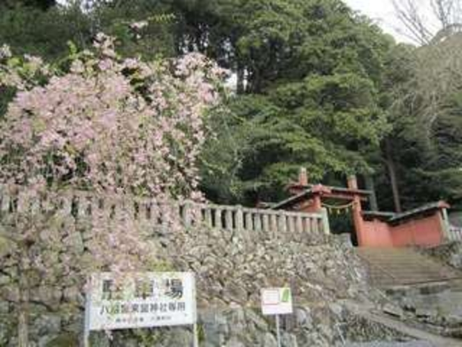 八幡様のしだれ桜・新緑もそしてお隣の大江院も木々見事なお寺です。