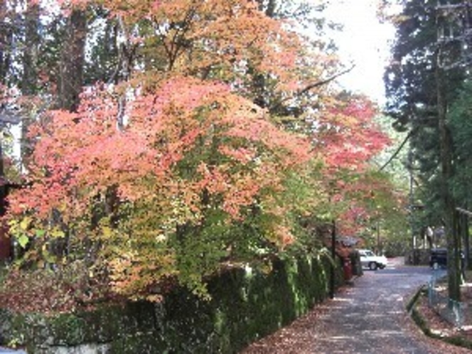 東観荘正門付近の紅葉