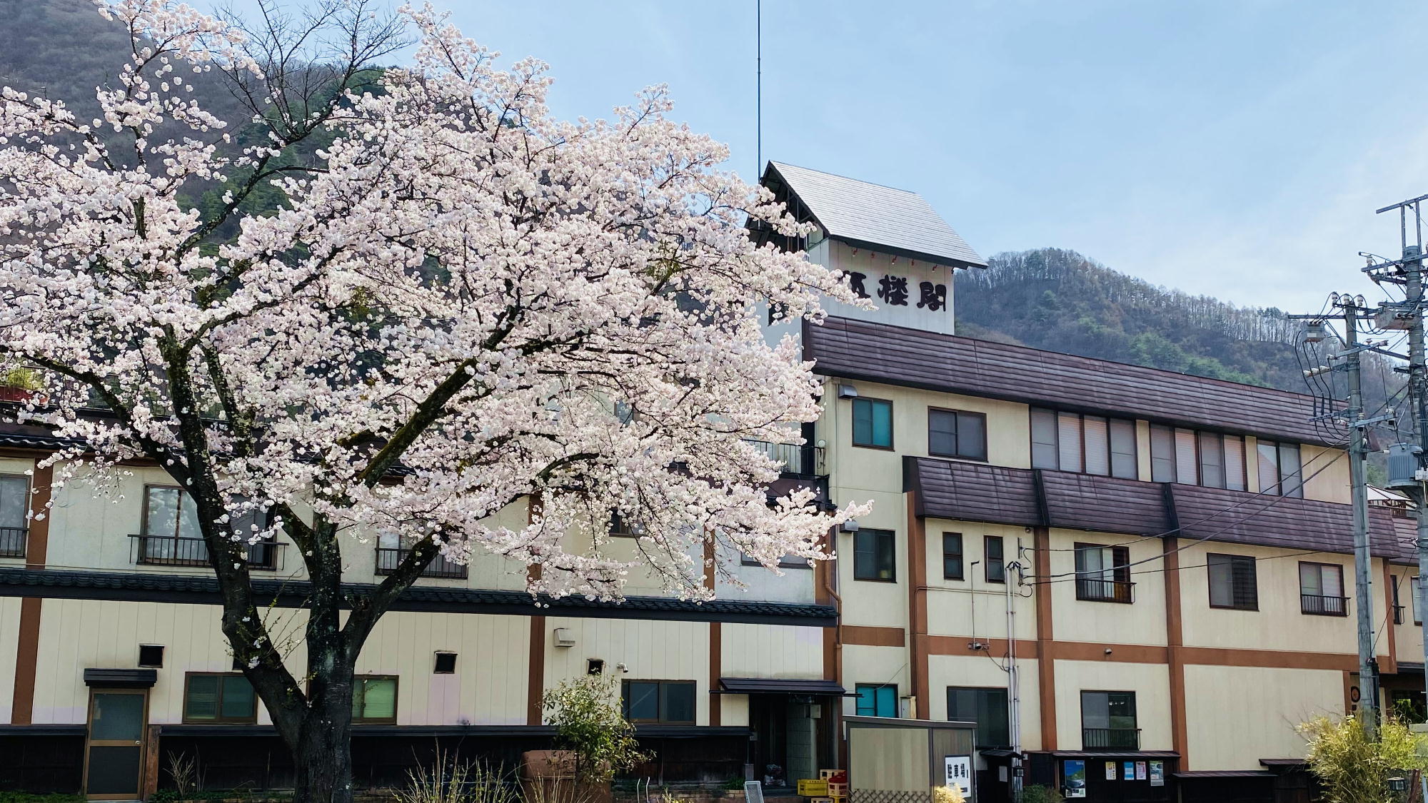 【外観】宿の外が桜で満開になります