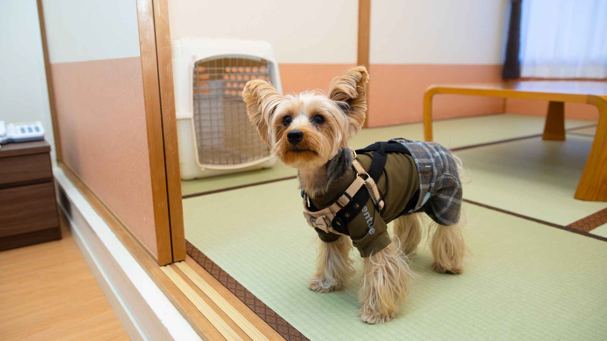 【愛犬同室】＜料理長おすすめ＞金目鯛付和食膳☆全室内風呂温泉！約45平米の和洋室☆レイトアウト