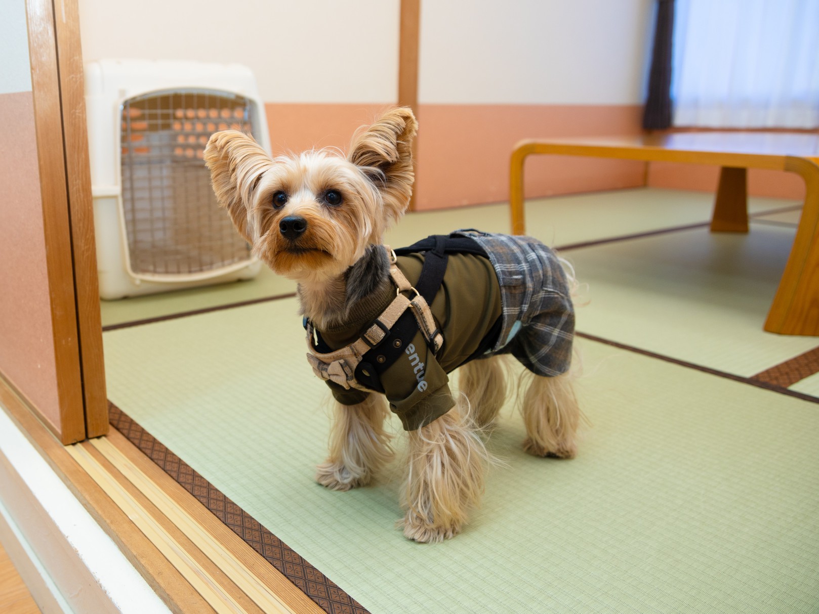 写真1