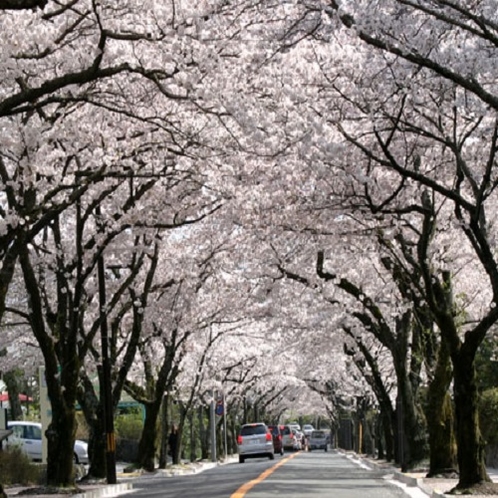 伊豆高原桜まつり