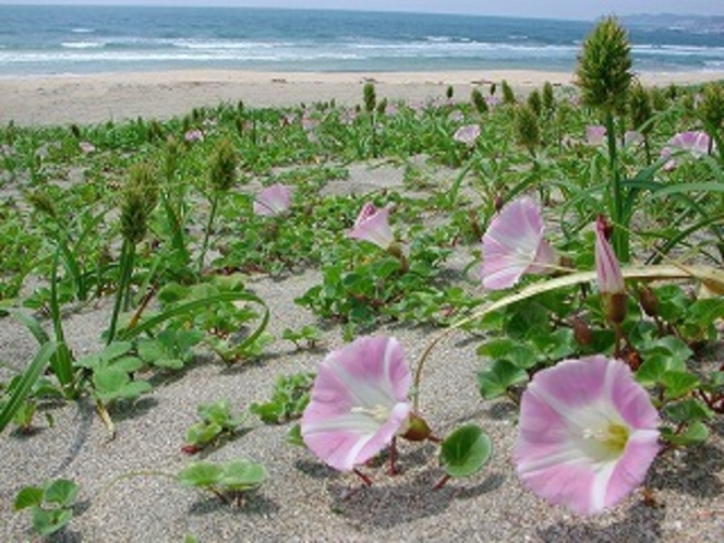 浜昼顔の咲くビーチ