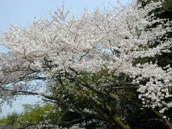 中庭の桜の木