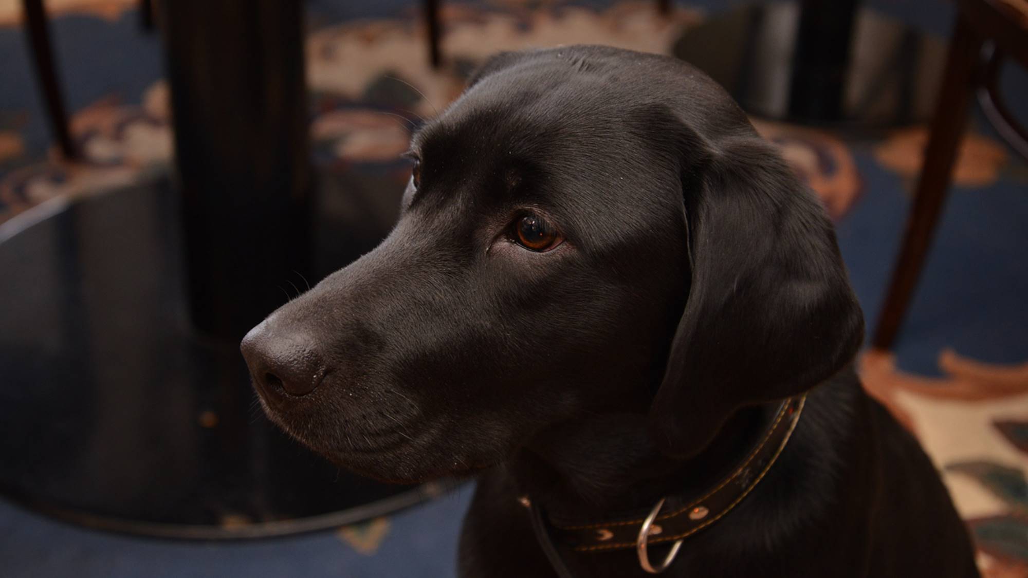 *とても人懐っこい当ホテルの看板犬“ネーヴェ”と“ジョナ”。