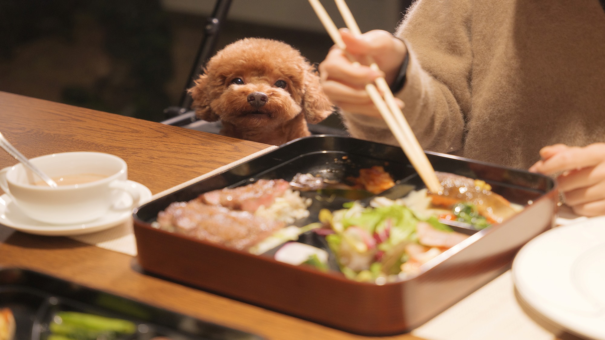 【ドッグフレンドリーラウンジ】ワンちゃんと一緒にお食事もご利用いただけます