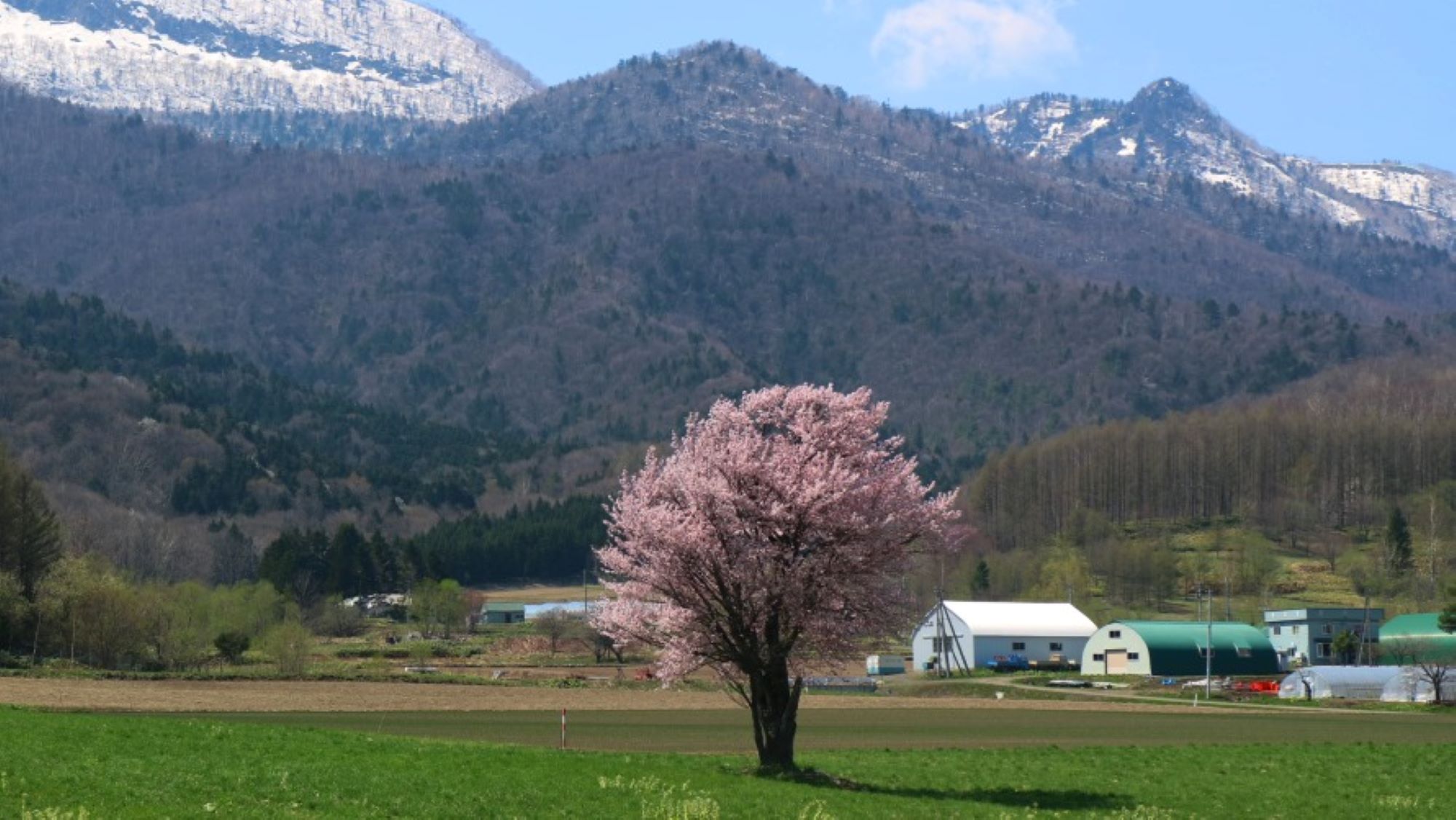 上御料の一本桜　