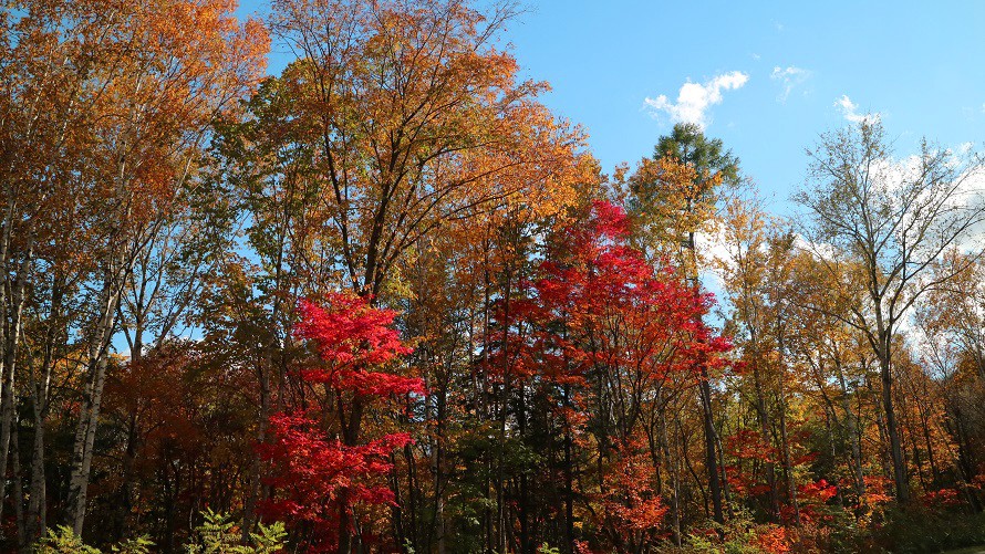 紅葉