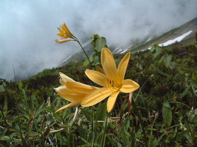Summer mountains and flowers