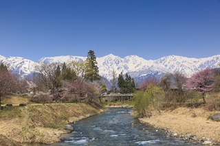 大出のつり橋　桜