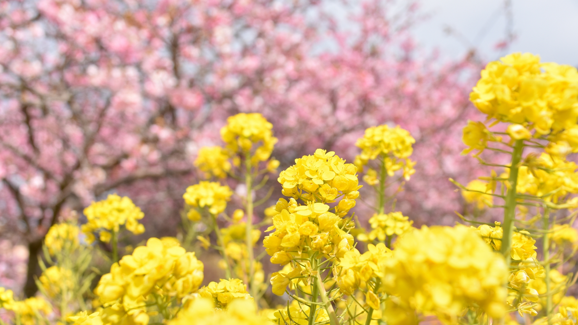 周辺観光｜河津町の河津桜