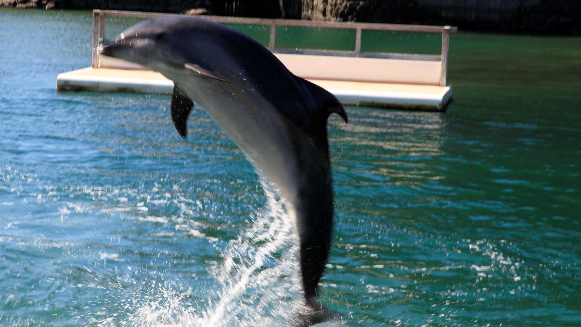 周辺観光｜下田海中水族館