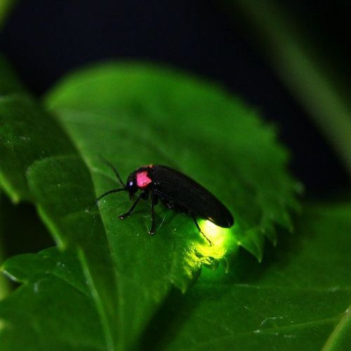 紫陽花 /ホタルプラン　ご夕食は天ぷら付き季節のおまかせコースで