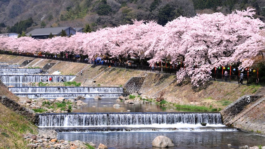 【宮城野早川堤】早川沿いの堤約600mにわたり、約120本のソメイヨシノの桜並木となっています。