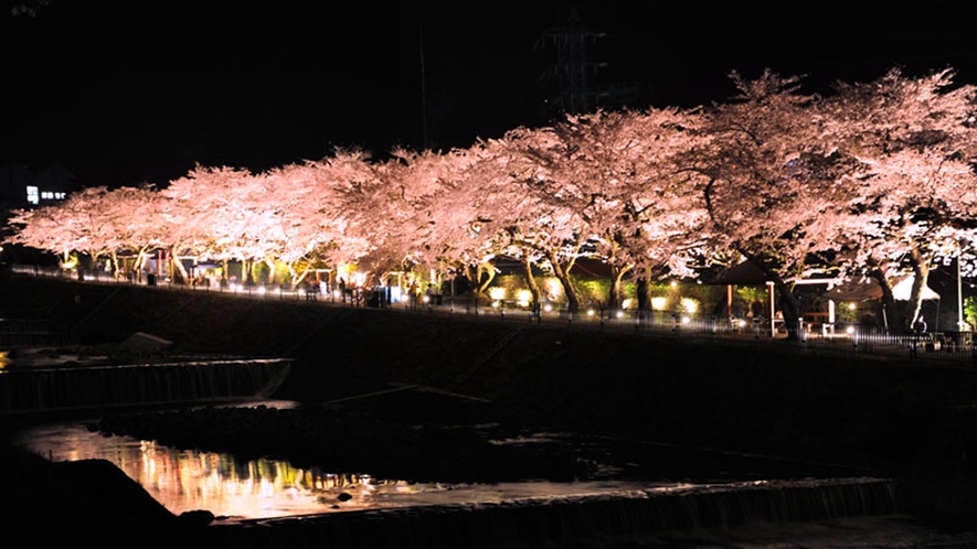 【宮城野早川堤】桜の開花に合わせて、ライトアップも行なわれ、夜桜の名所としても親しまれています。