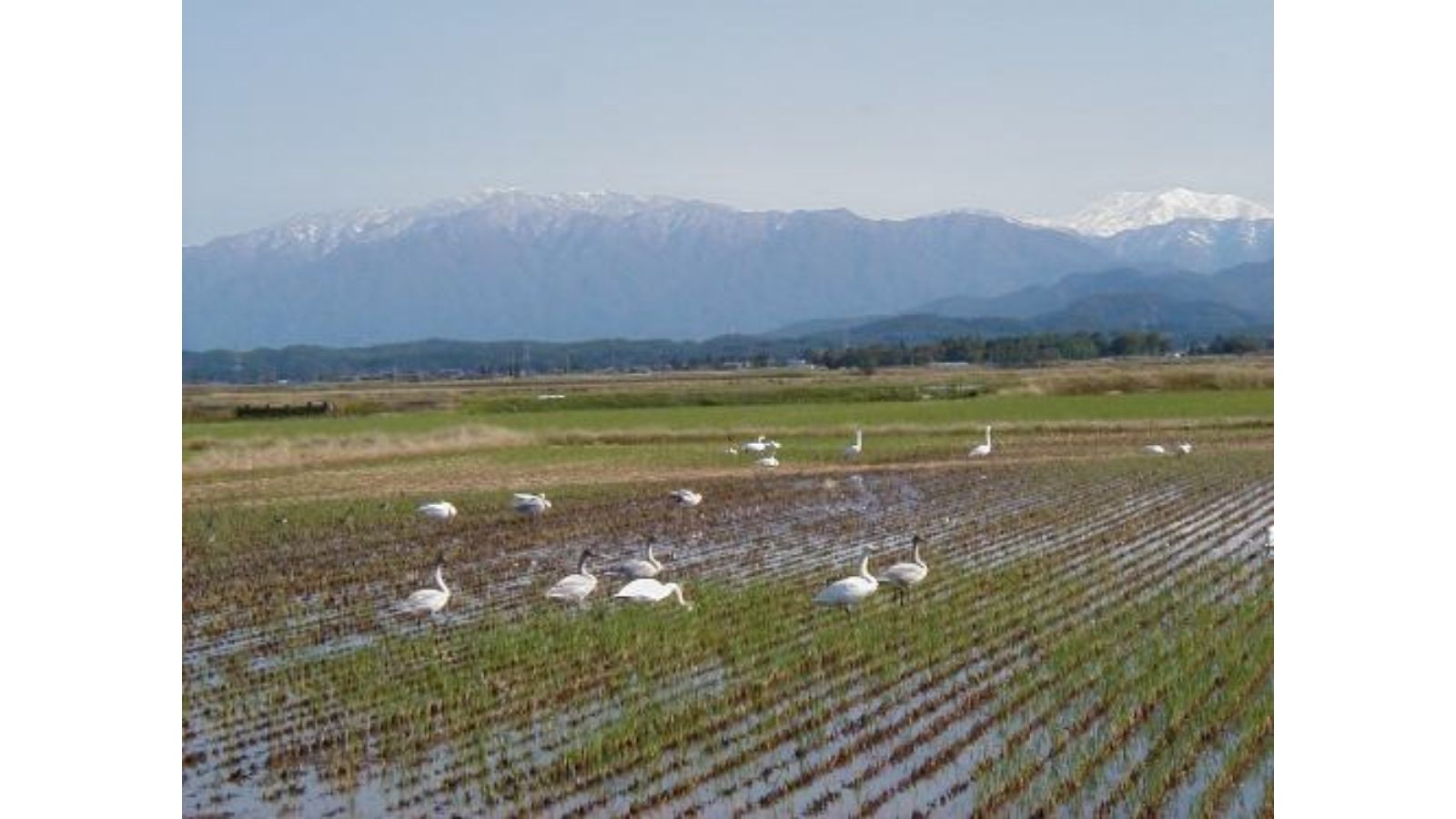 冬の使者　白鳥