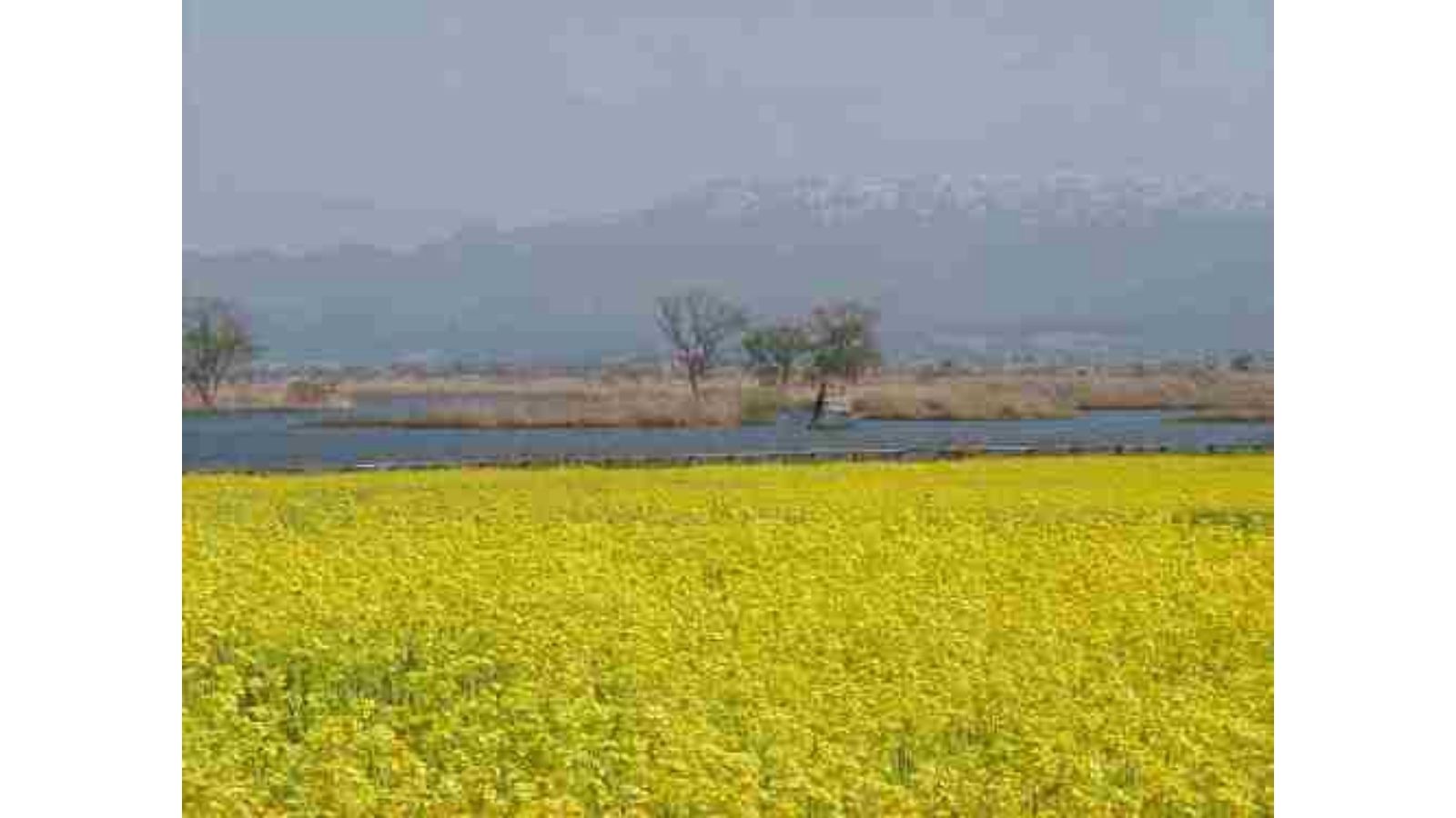 福島潟　菜の花