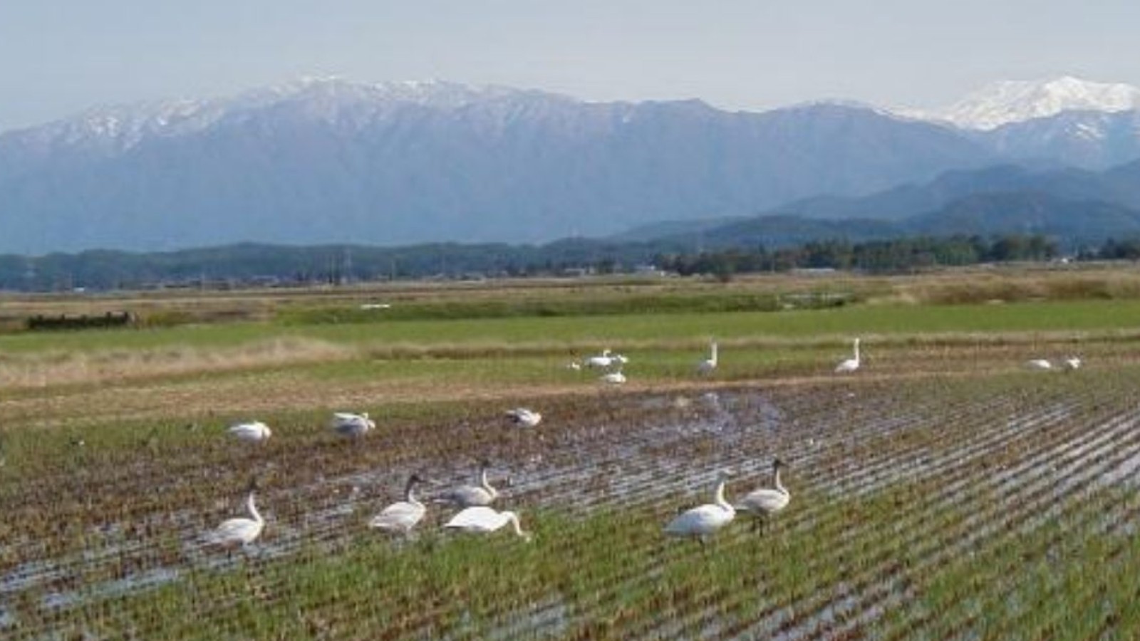 冬の使者 白鳥