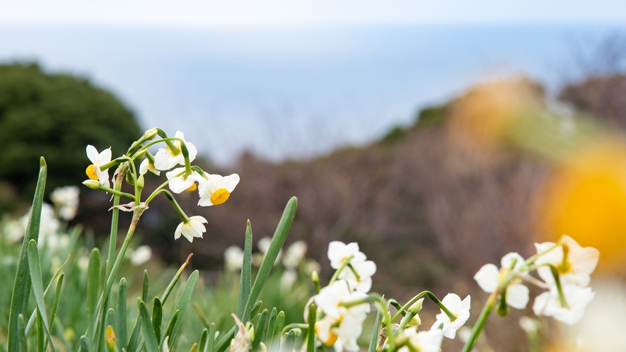 *【施設周辺】越前岬水仙ランド　開花シーズンには、潮風に運ばれて甘い香りが広がります♪