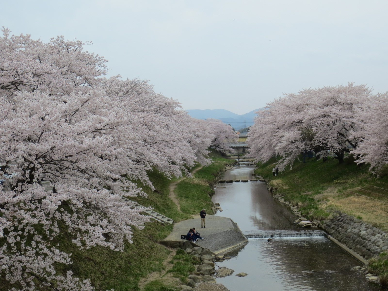 郡山市内桜スポット