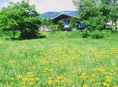 夏季高原花卉