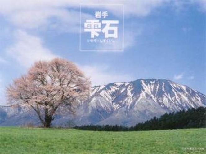 岩手山の残雪に映える小岩井の一本桜