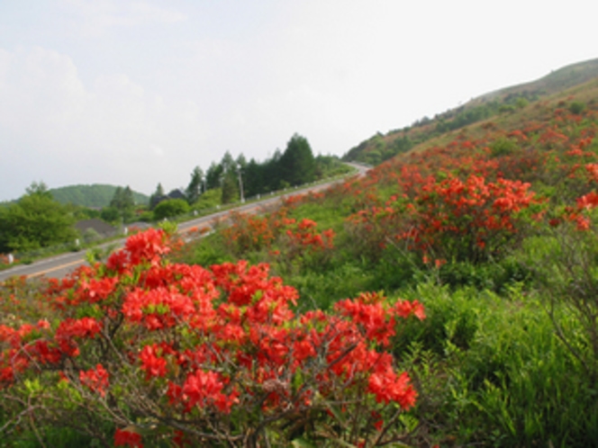 車山のレンゲツツジ