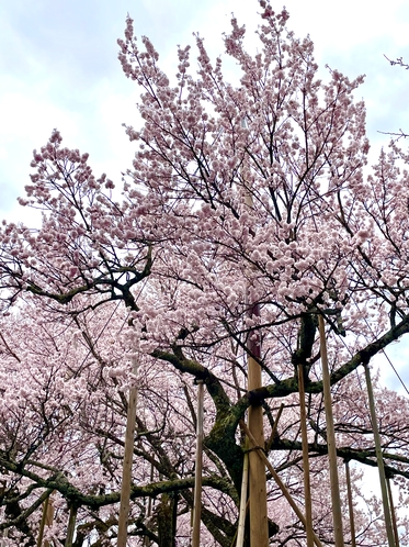 山高神代桜