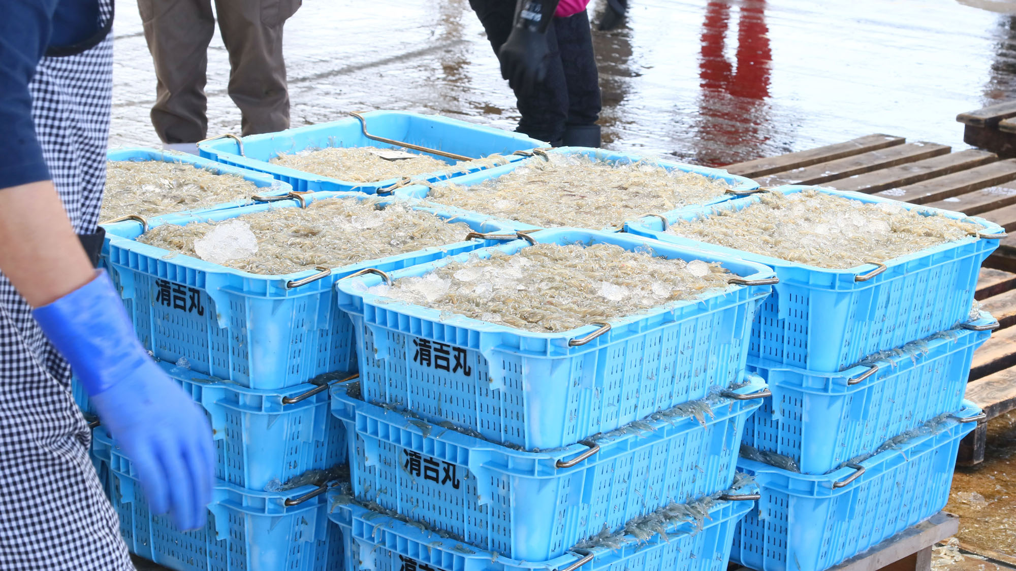 市場◆獲れたて生しらす！