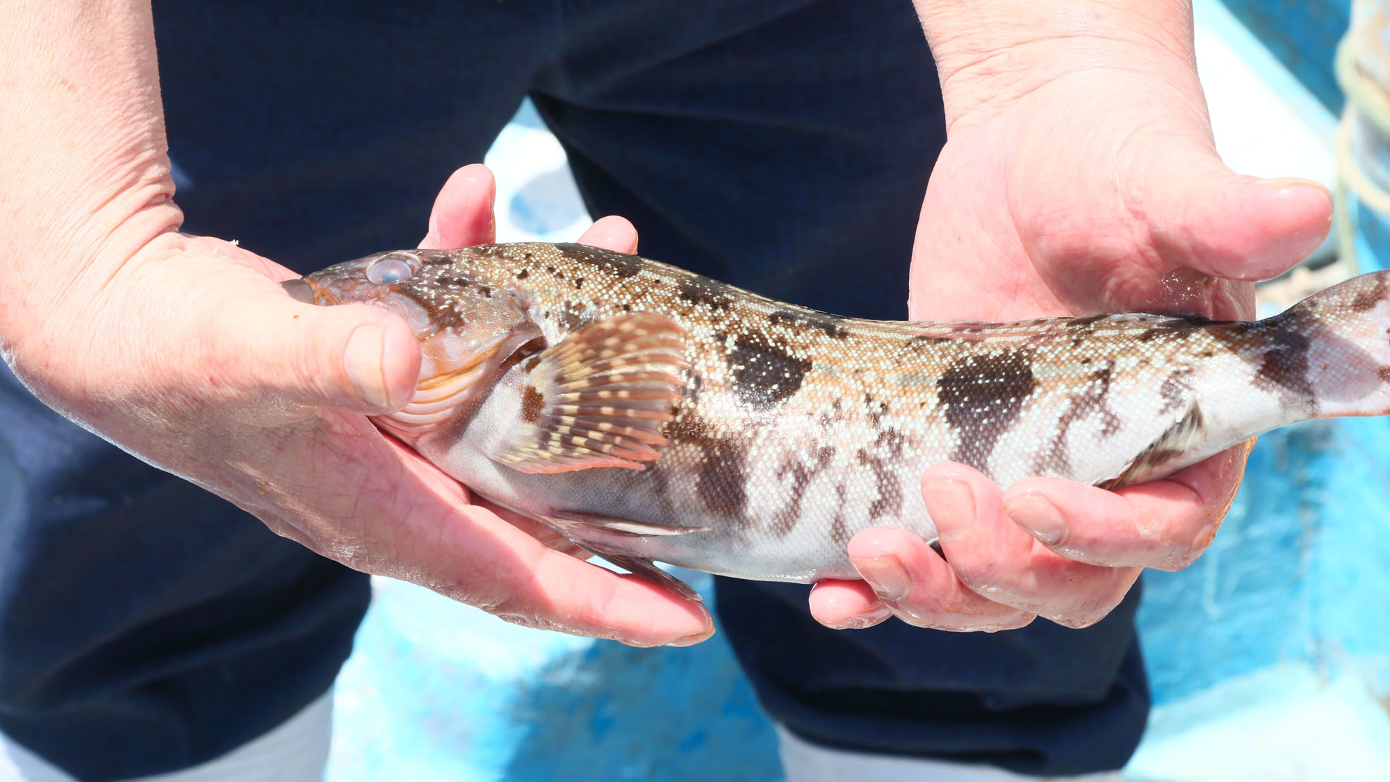 新鮮素材◆今日のお魚「アイナメ」