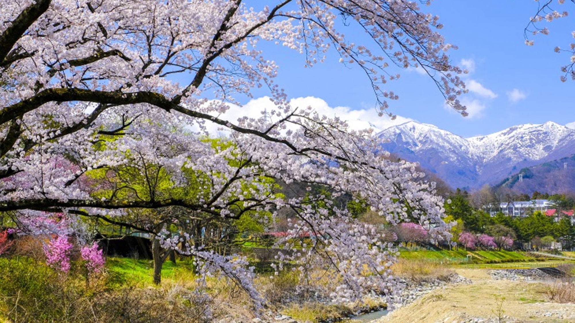 【桜観光ｘ温泉旅】お花見と源泉かけ流しの温泉を満喫♪嬉しい春のプチギフト付きプラン