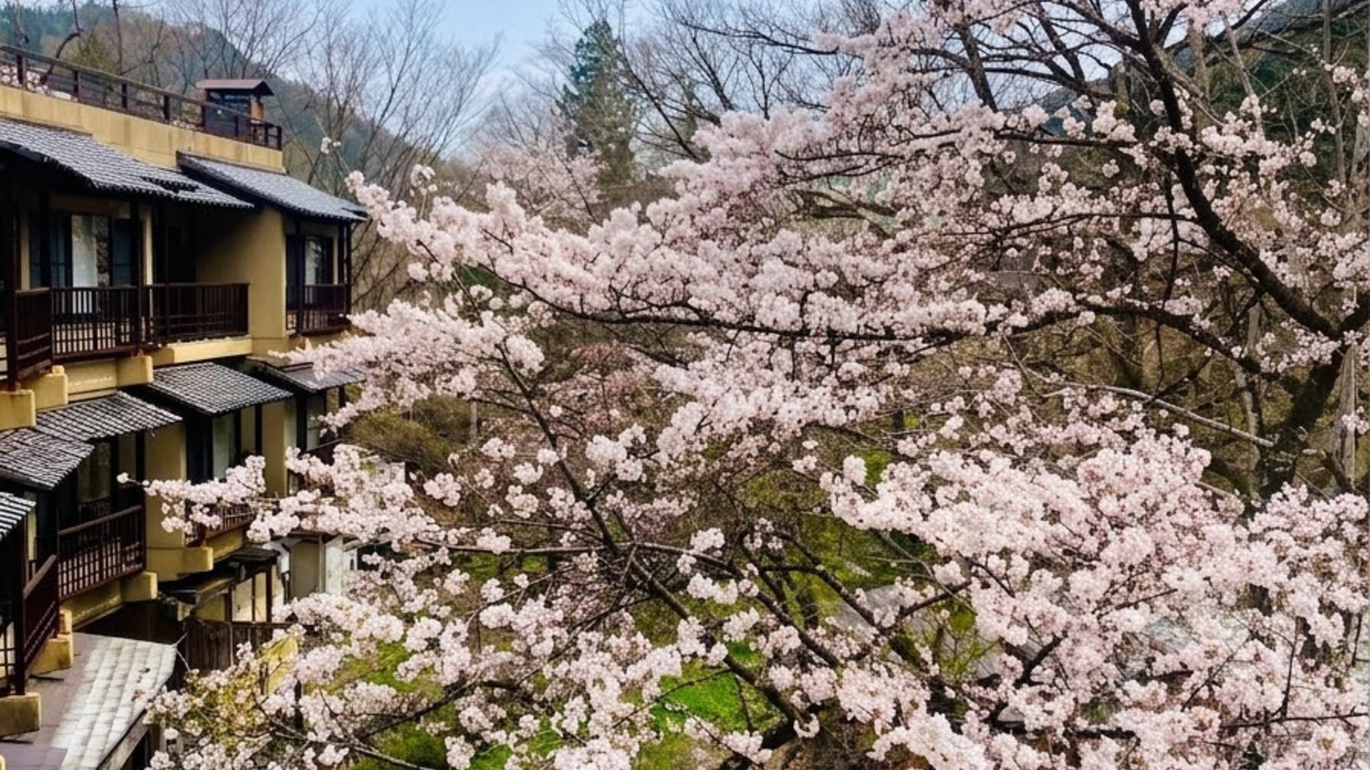 【春の訪れ”桜”×枡酒】〜桜を眺めて一杯〜月替わり会席と楽しむ春季限定「花見酒プラン」