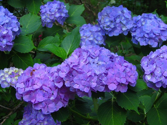 ペンション ハミングバード 設備 アメニティ 基本情報 楽天トラベル