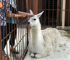 ペンション ハミングバード 設備 アメニティ 基本情報 楽天トラベル