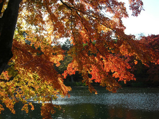 雲場池の紅葉