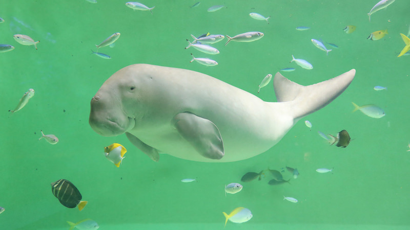 【周辺観光】鳥羽水族館　写真提供：鳥羽水族館