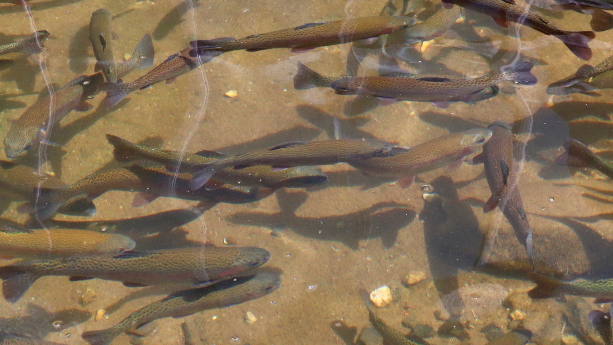 マス釣り体験ができる敷地内の池