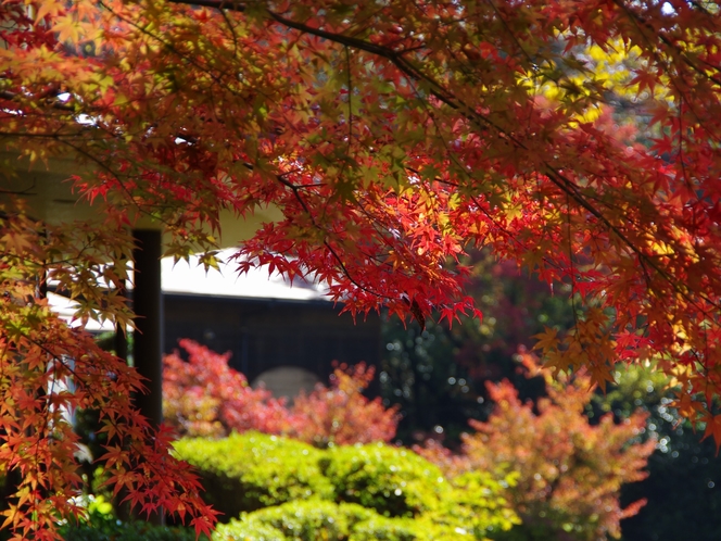 岩寿荘敷地内紅葉風景