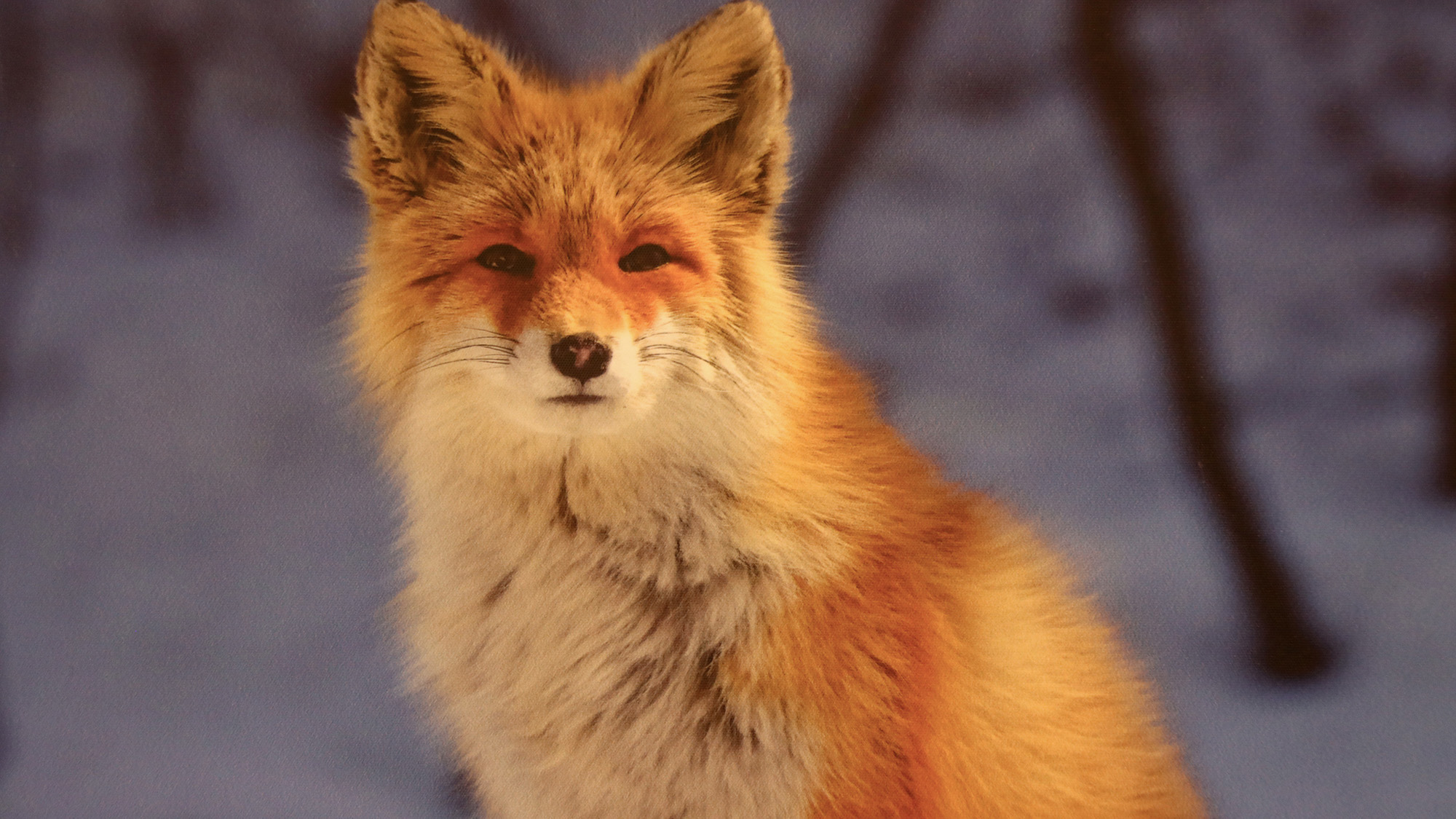 #美瑛の自然体験と動物観測