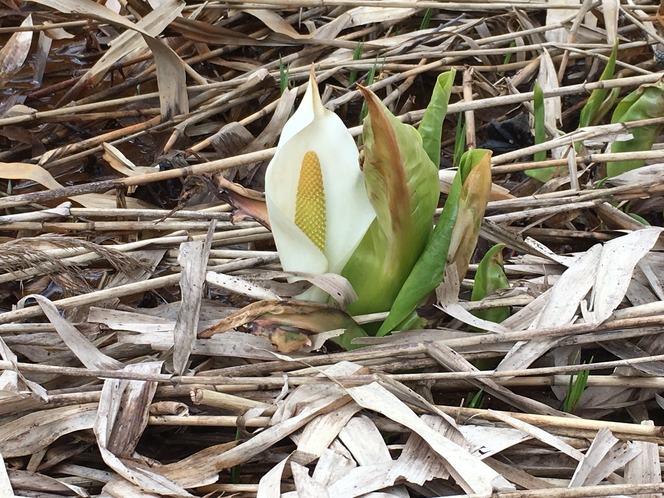 わが家の水芭蕉