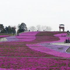 市貝芝桜公園（4月下旬〜5月上旬）車で45分