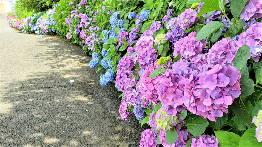 横須賀美術館横の小道に咲く紫陽花2021年6月