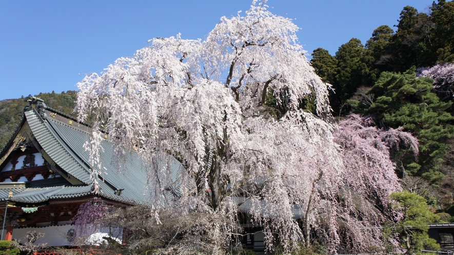 《久遠寺のしだれ桜》全国しだれ桜10選にも選ばれている巨木が群生しています。