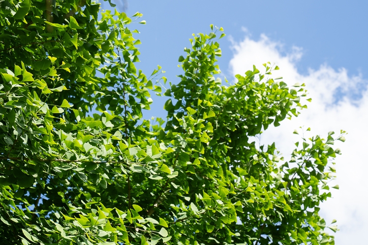 パラグライダーと温泉で、もっともっと高くプラン！！