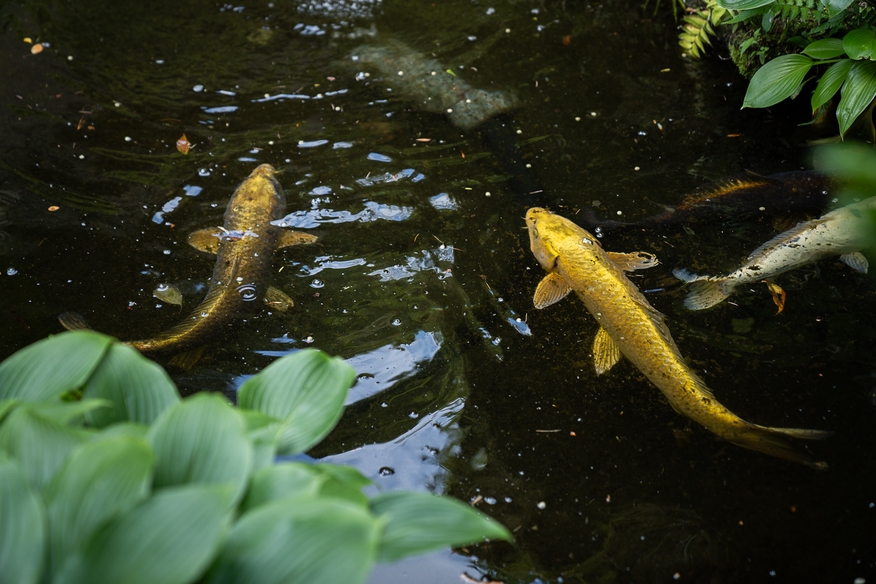 自家製野菜と温泉でほんわかプラン♪